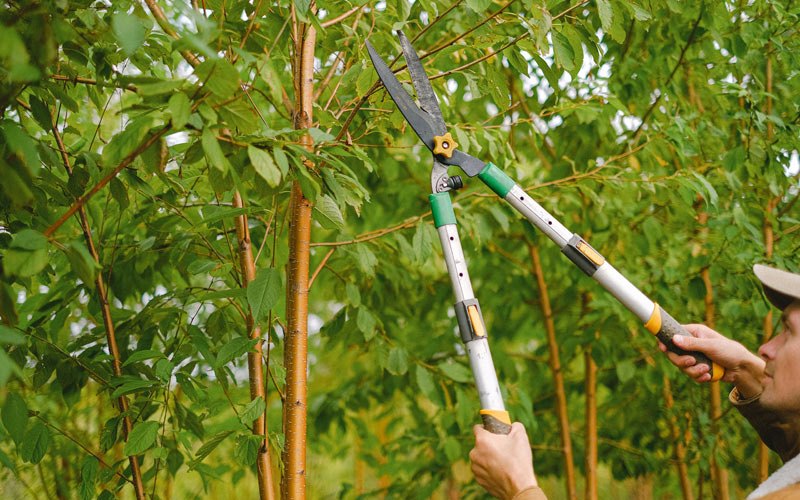 Tree trimming in Hempstead, NY